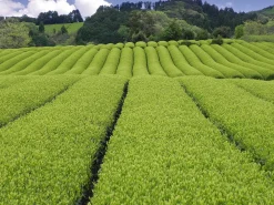 ORYOKI Matcha Tee*Bio Matcha Mainichi, Premium Grade