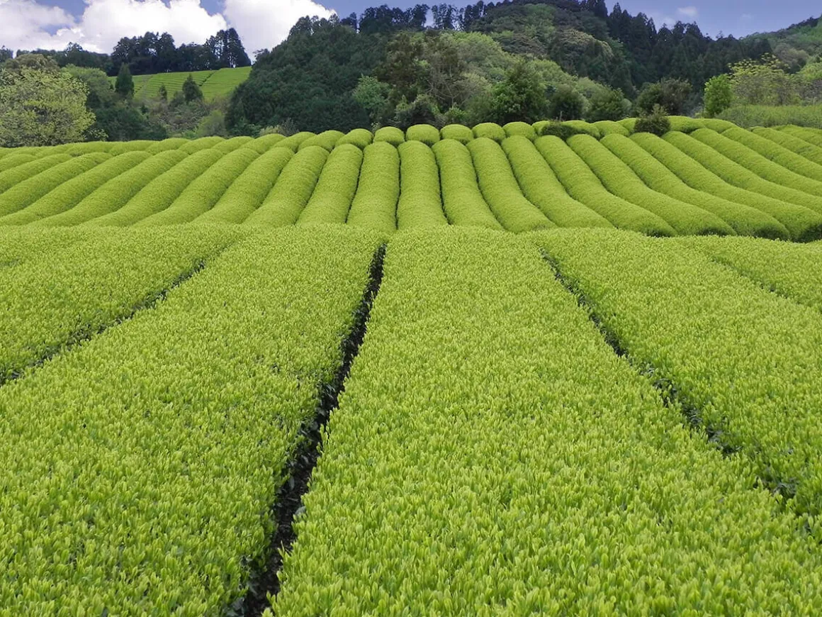 ORYOKI Matcha Tee*Bio Matcha Mainichi, Premium Grade